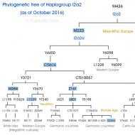 Гаплогруппы коренных древних европейцев,гаплогруппа I I1 и I2 у народов Европы I2 гаплогруппа