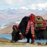 Исторически дикие яки зафиксированы в тибетских летописях как одно из «великих зол», как очень опасные для человека животные Кто такой як животное