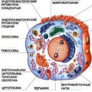 Cytoplasmic lamad